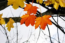 photo_9557_20091105